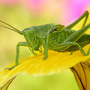 Hopper