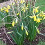 February_gold