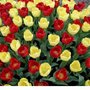 Tulips1