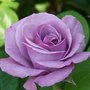 Lavander Rose (Cotoneaster roseus)