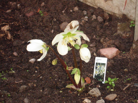 A garden flower photo