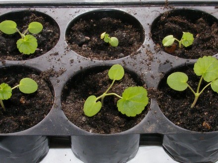 Geraniums 