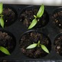 Chillis_8th_feb_08