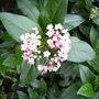 Viburnum Tinus (Viburnum tinus (Laurustinus))