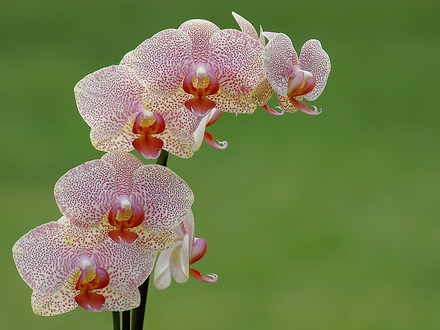 orchids