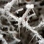 Frosty twigs 2006 (Robinia pseudoacacia (False acacia))