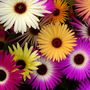 Livingston_daisys