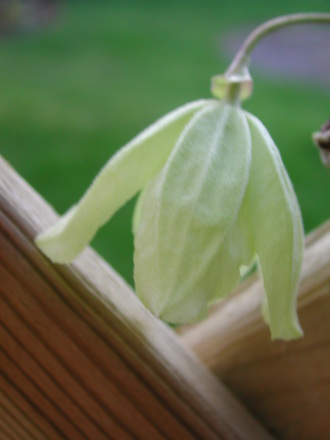 Clematis cirrhosa 'Wisley Cream' (Clematis cirrhosa (Clematis))