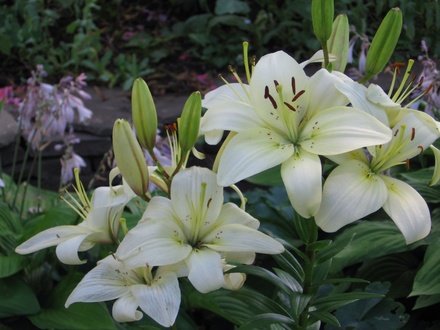 Asiatic Lily (lilium)