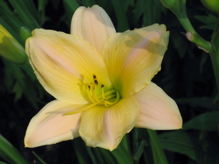 daylily (hemerocallis)