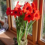 Amaryllis 'Christmas Carol' in full bloom. (Hippeastrum)