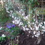 Abeliophyllum distichum (Abeliophyllum distichum)