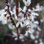 Abeliophyllum distichum (Abeliophyllum distichum)