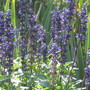a plant simeler to lavender