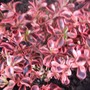 Coprosma 'Rainbow Surprise' (Coprosma)