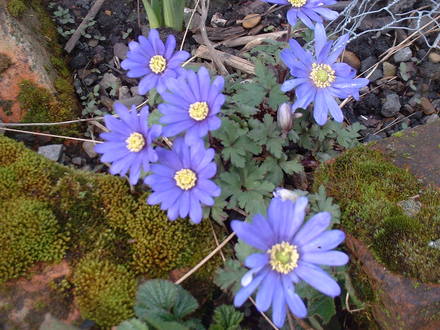anemone blanda (Anemone blanda (Anemone))