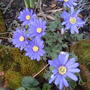 anemone blanda (Anemone blanda (Anemone))