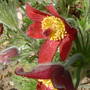 A garden flower photo (Pulsatilla vulgaris (Pasque flower))