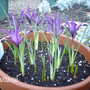 Iris reticulata
