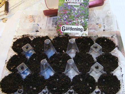 Lobelia