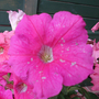 Dsc00017