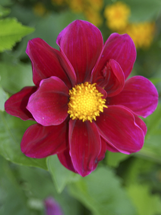 Dahlia