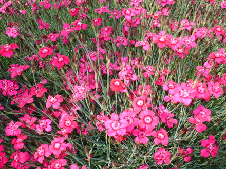 Dianthus (Dianthus)