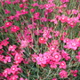 Dianthus (Dianthus)