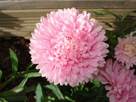 Double Dahlia Pink