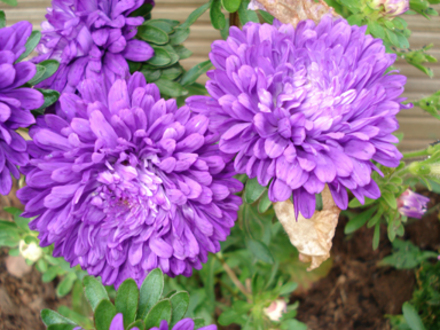Double Dahlia Purple