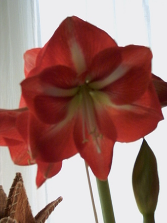 My Amaryllis