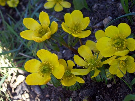 ACONITES......