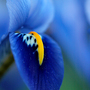 Iris reticulata