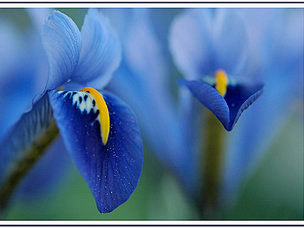 more mini iris's (Iris reticulata)