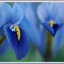 Iris reticulata