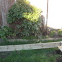 Vegetable Plot in progress