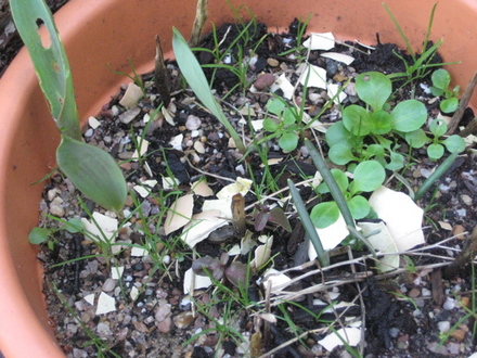 Lilley of the Valley (Convallaria majalis (Lily of the valley))