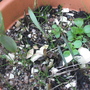 Convallaria majalis (Lily of the valley)