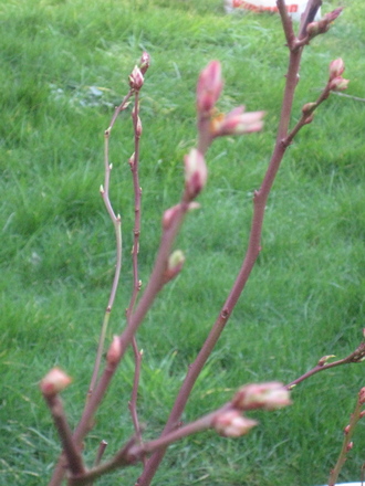 blueberry plant