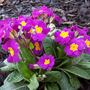 Pink Polyanthas