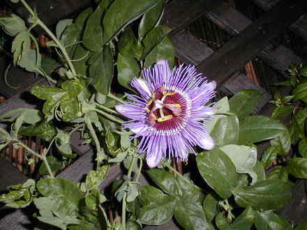 Passion Flower (Passiflora caerulea)