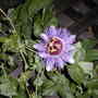 Passiflora caerulea