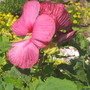 Hibiscus flowere at the arborarium