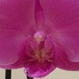 Orchid_4