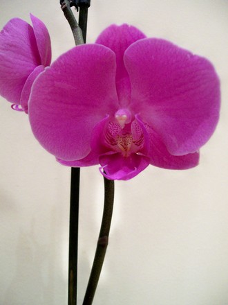 orchid_5.jpg (Phalaenopsis 'Lipperose')