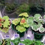 Geranium_cuttings_2