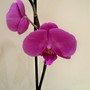 Orchid1