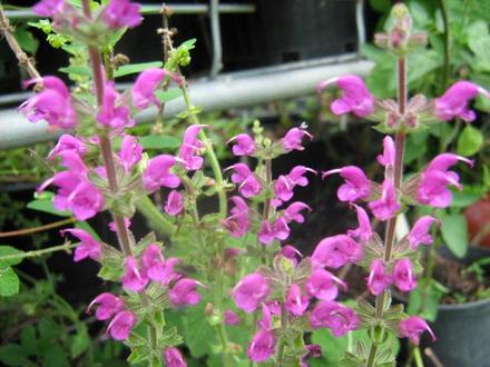 Salvia Superba 'Rubin'