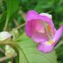 Impatiens Tuberosa