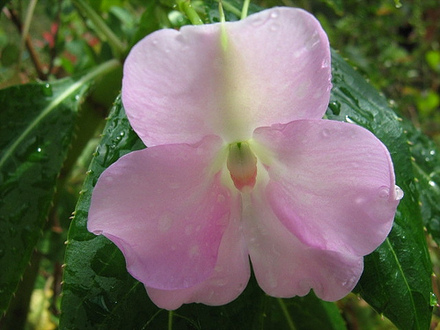 Impatiens Sodenii (Impatiens sodenii)